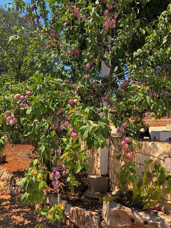 Dimore Storiche - Ulivo di Aldo Martina Franca Esterno foto